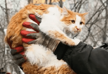 Пожарная дружина